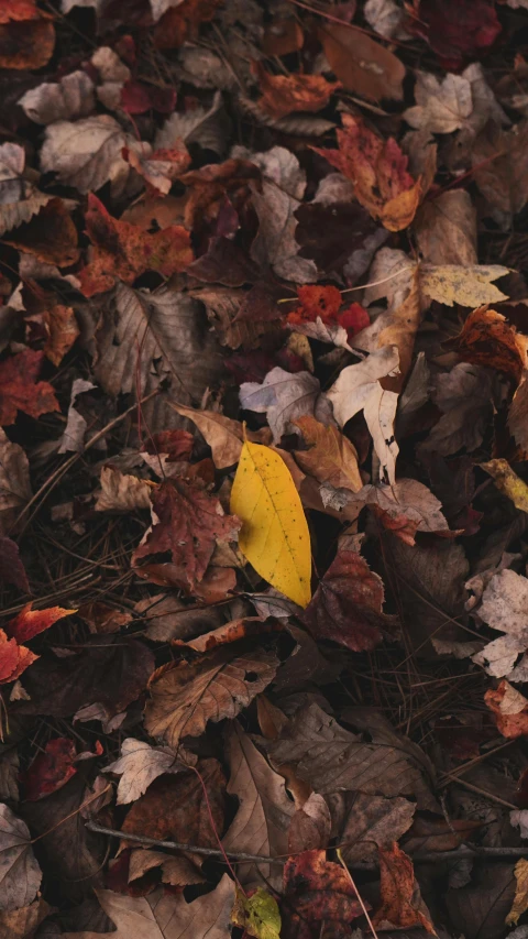 a pile of leaves sitting on top of dry grass