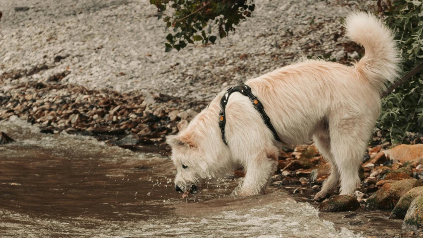 dog walking across body of water with his head in the water