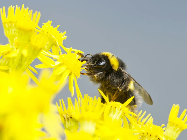 a bee covered in pollen sits on some yellow flowers