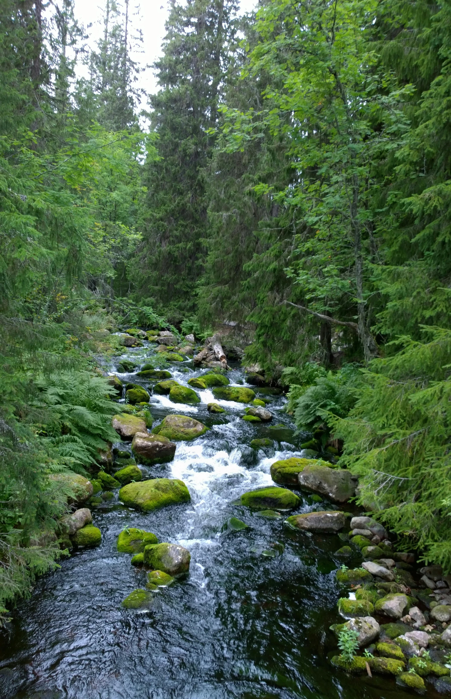 a river surrounded by lush green trees in a forest