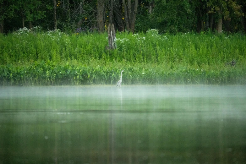 the water is almost covered with rain next to the grass