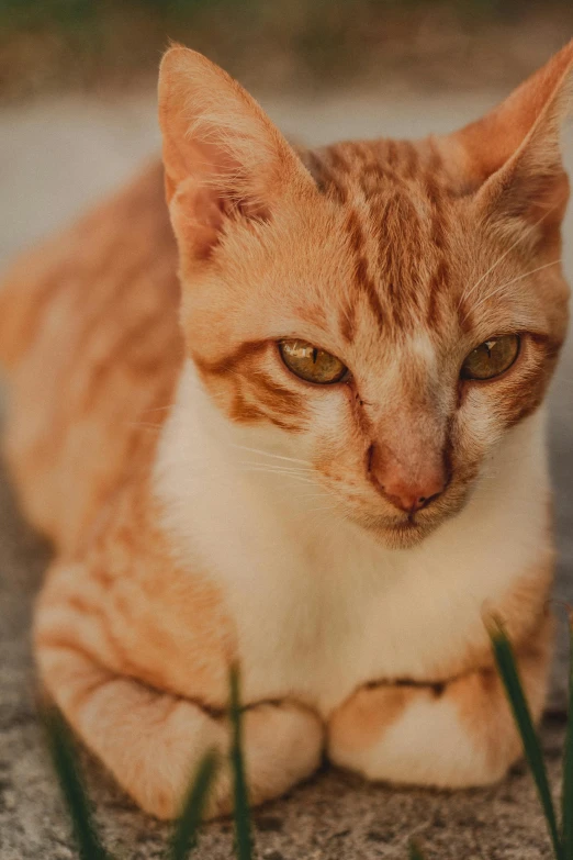 a yellow and white cat sits outside in the grass