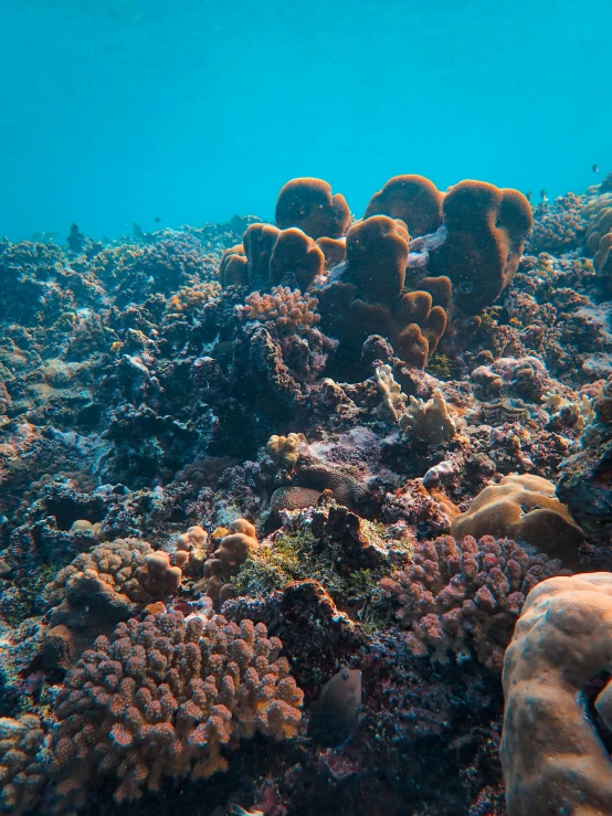 a large coral reef in the red sea