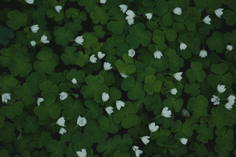 the flowers are blooming around in the grass