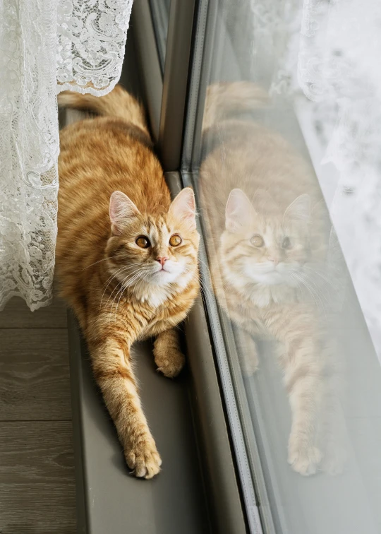 a cat that is looking out of a window