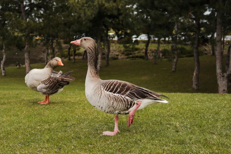 two ducks that are standing in the grass