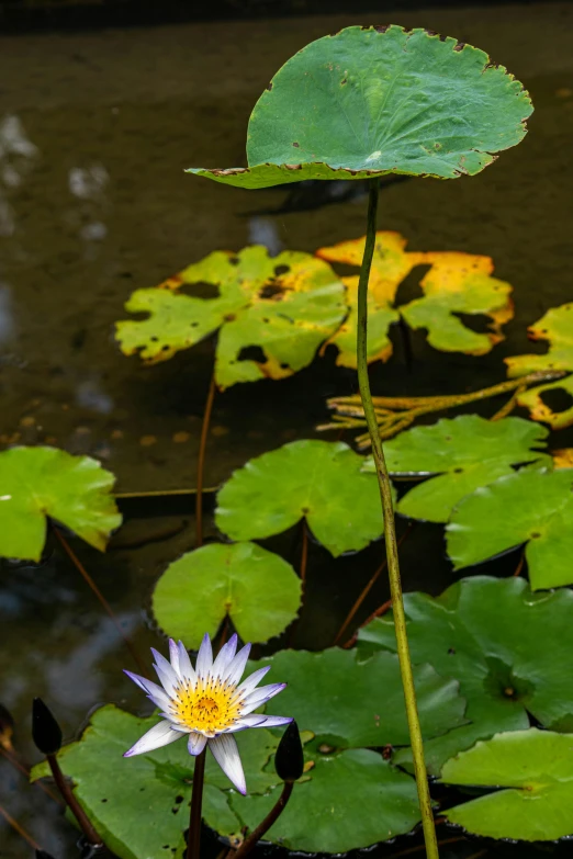 the white lotus is still blooming by itself