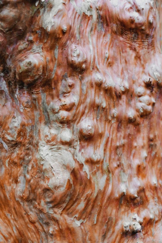 an image of tree bark, brown and white