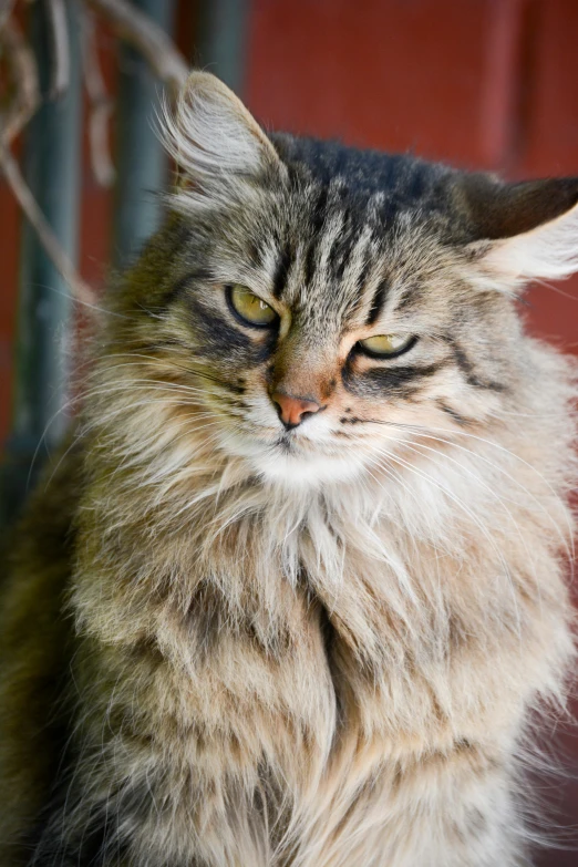 a gray cat sitting by a building