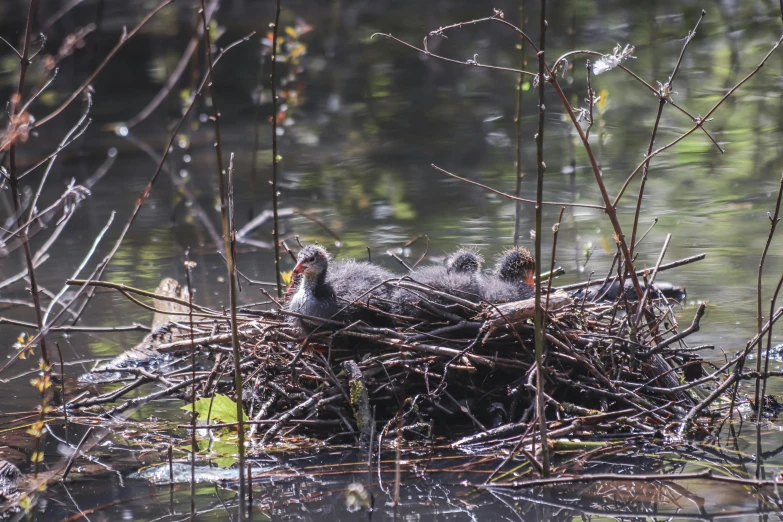 three birds nest on the grass near the water