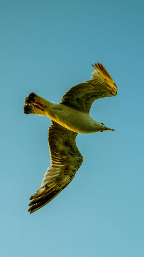 two birds flying through the air with blue sky