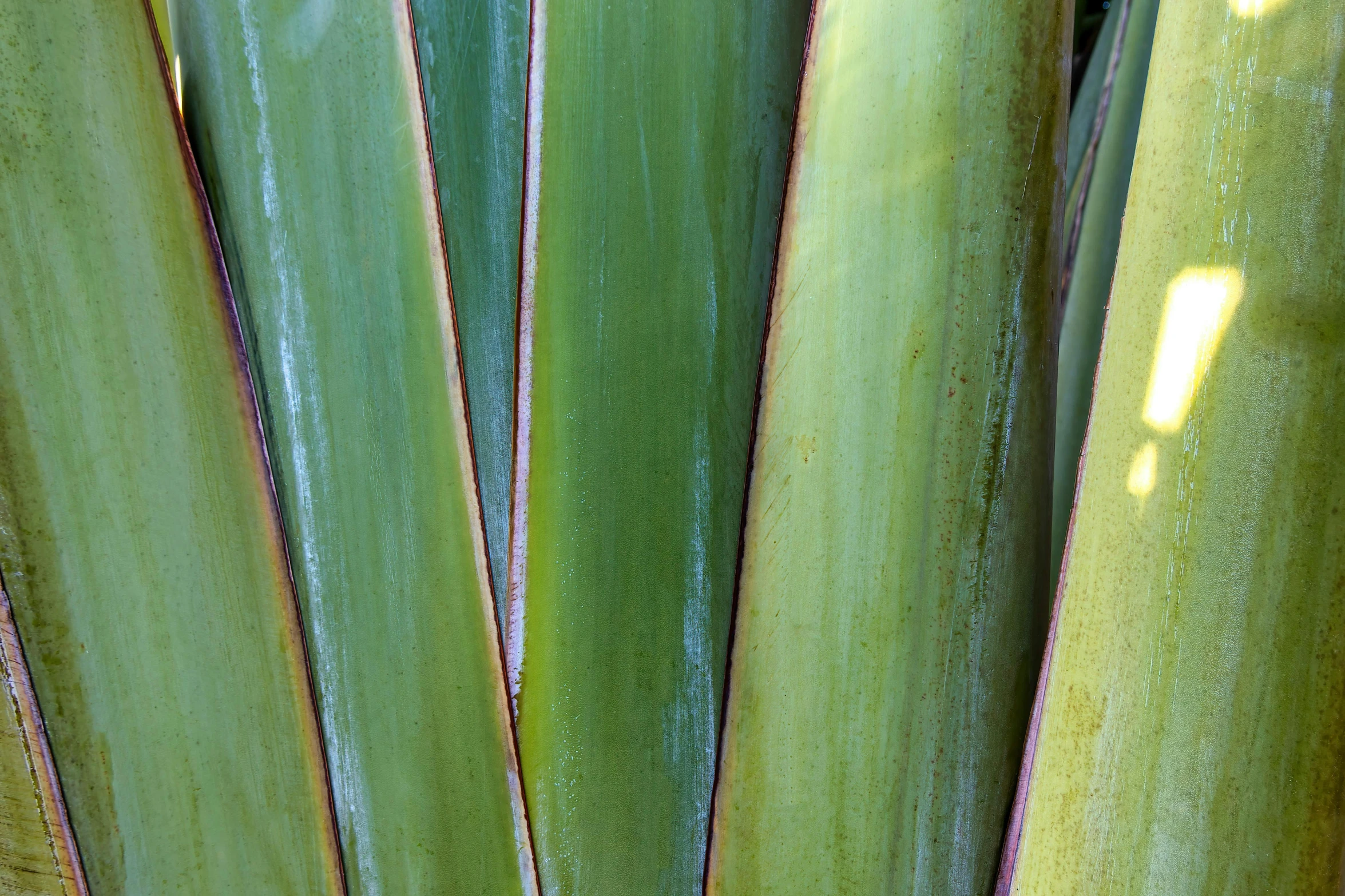 this close up picture shows the side of a green plant