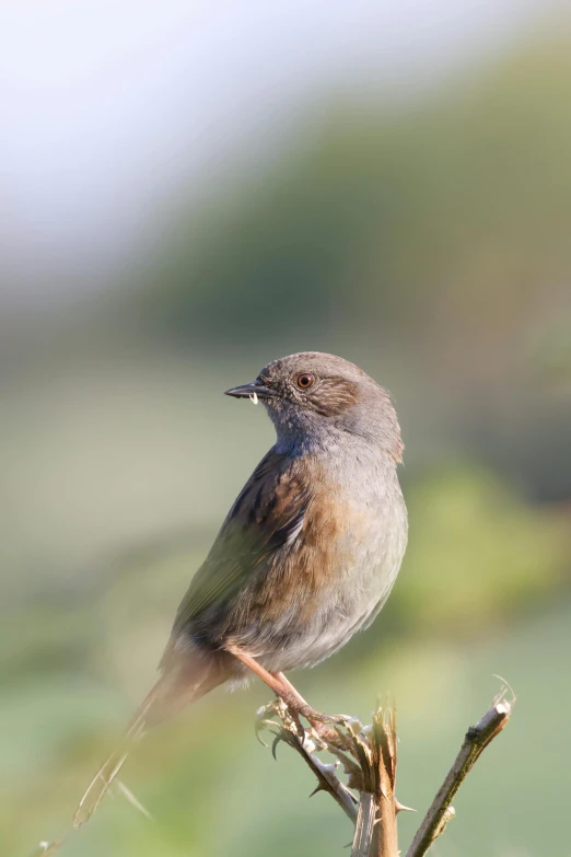 a bird is perched on a small nch