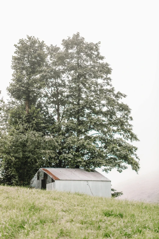 a barn and tree with fog covering it