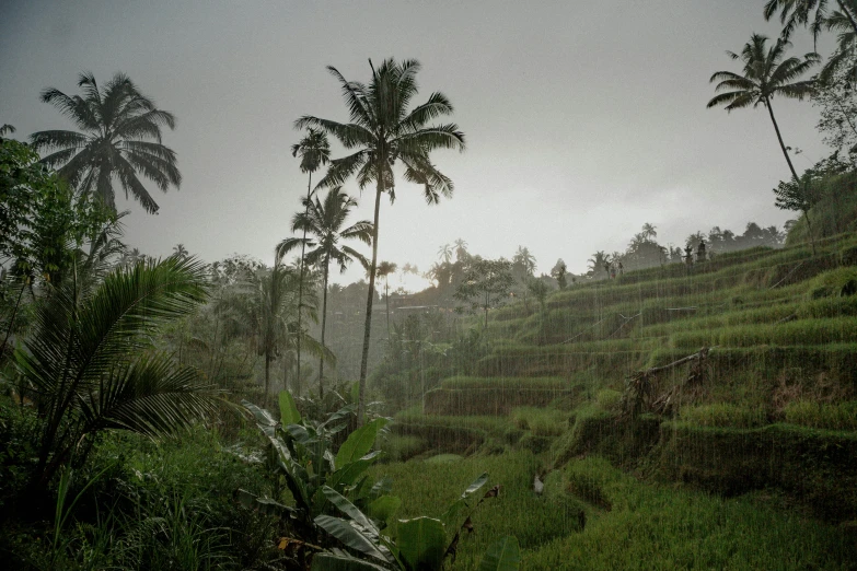 two palm trees on the side of a hill