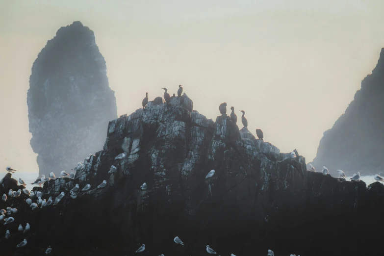 a flock of birds are perched on the mountain top