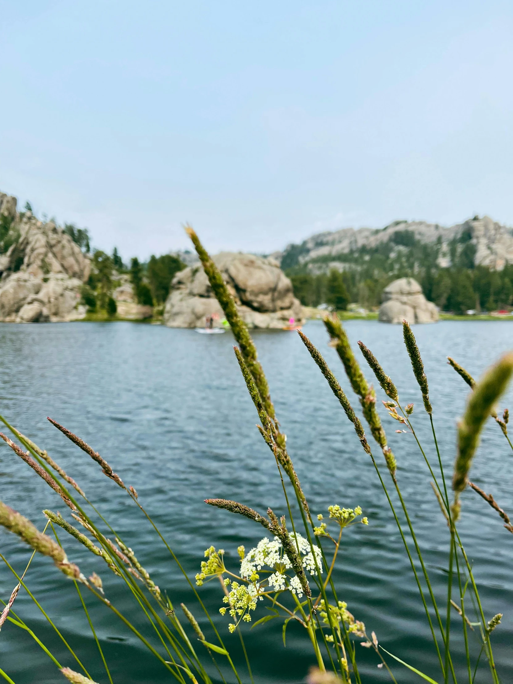 some grass and flowers by the water on a nice day