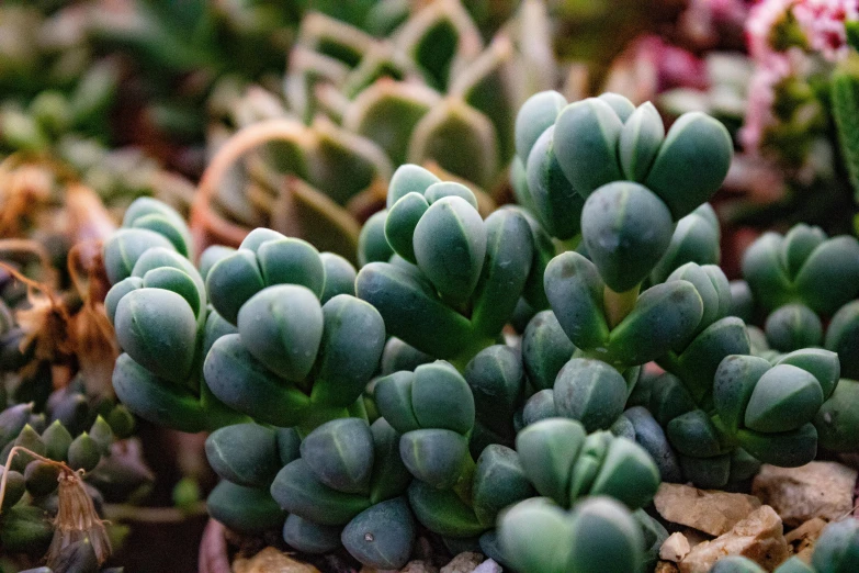 there are lots of plants growing out of a rock