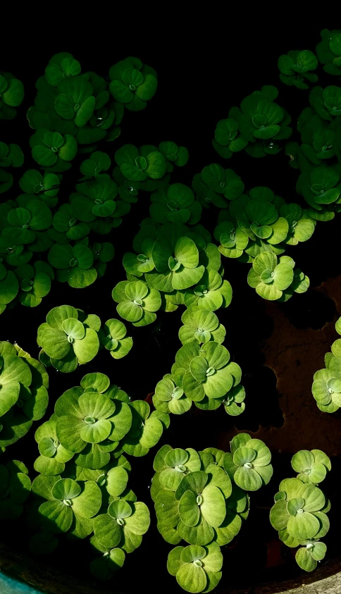 water lilies floating in a bucket filled with green leaves