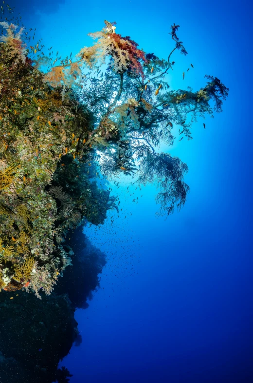 some green bushes and small fish underwater in a blue water