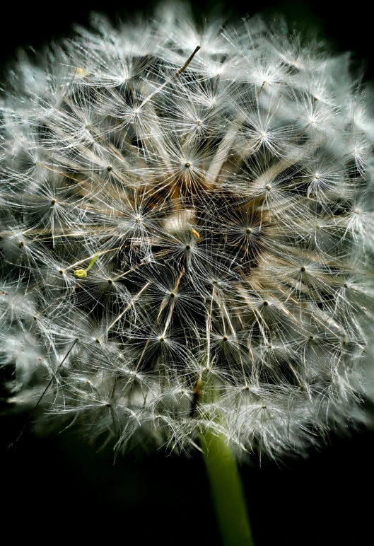 this is an image of a dandelion with many petals