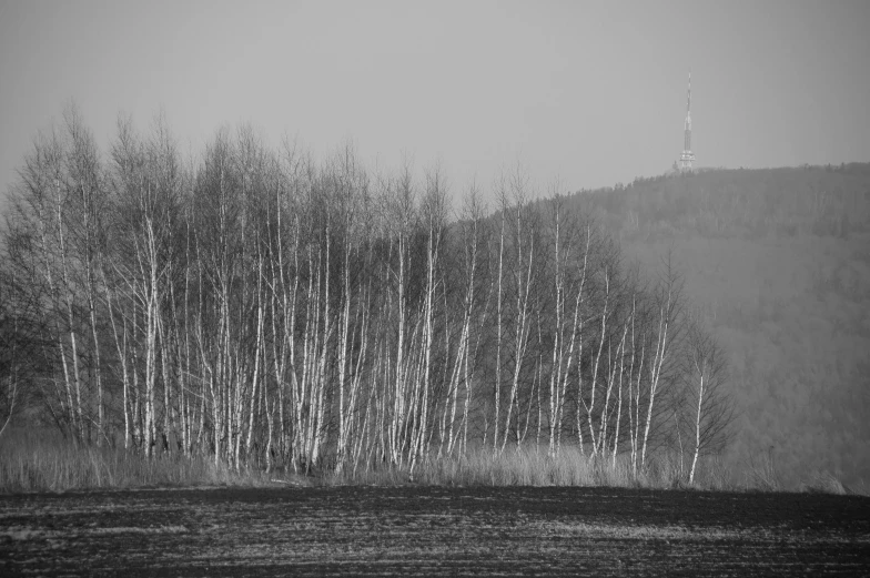 a tree filled with lots of trees in front of a hill