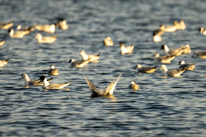 many ducks are in the water and one is landing on it