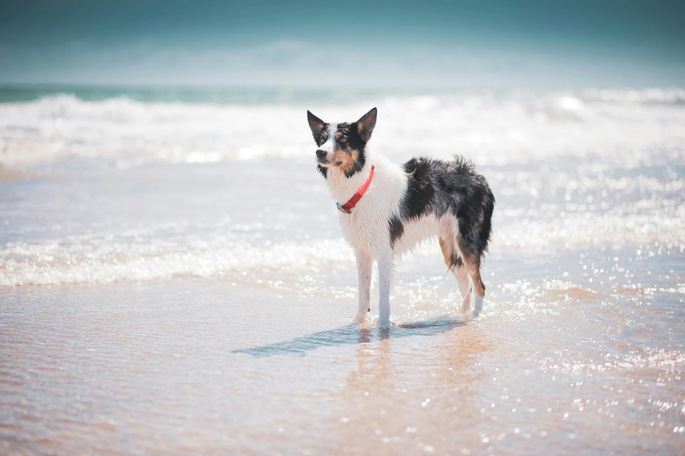 small dog standing on the beach in front of the ocean