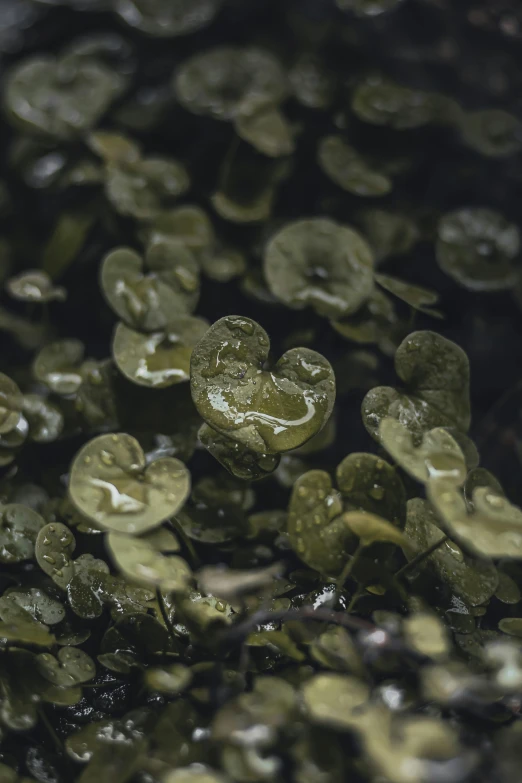 several plants with water drops all over them