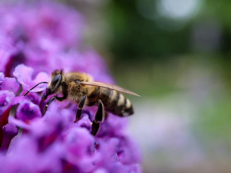 a bee that is on a purple flower