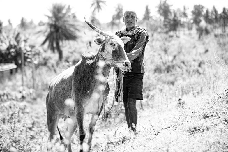 a black and white pograph shows a man with a cow