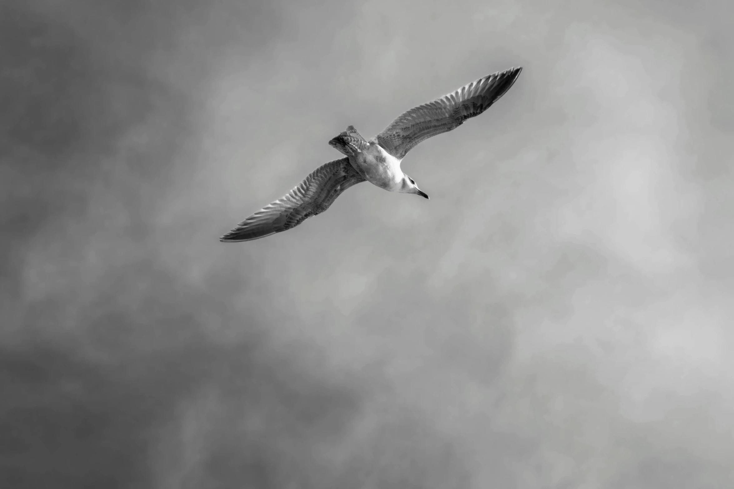 a bird flying through a cloudy sky with wings spread