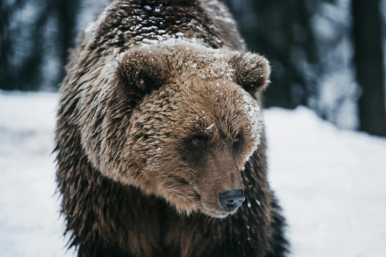 a bear looking away from the camera on a snowy day