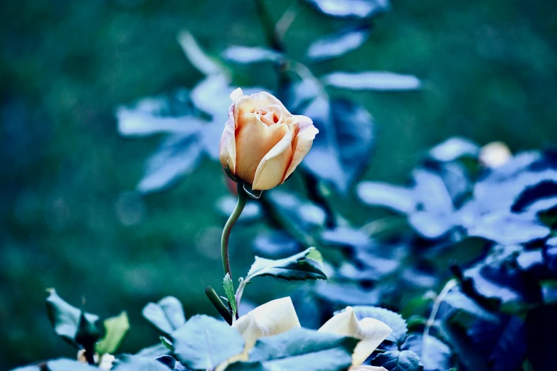 a rose is shown against blue foliage