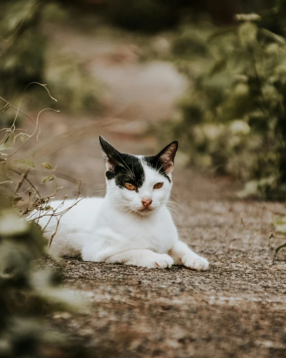 a cat is sitting in a field with trees