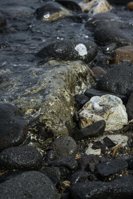 black and white rocks and pebbles with seaweed