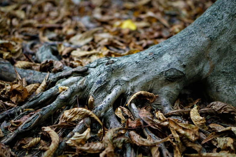 an open foot is surrounded by leaves on the ground