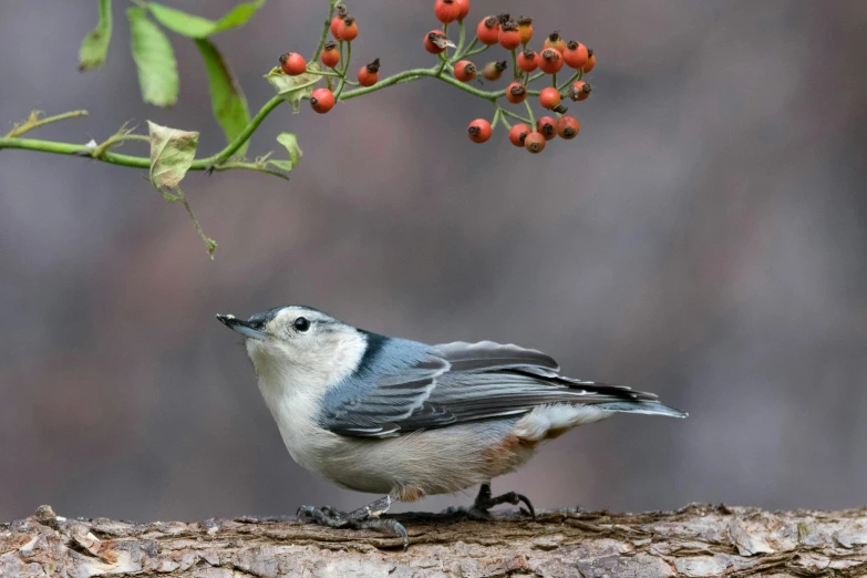 a blue gray white and black bird berries and nch