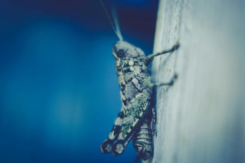 a small insect is hanging from the side of a wood