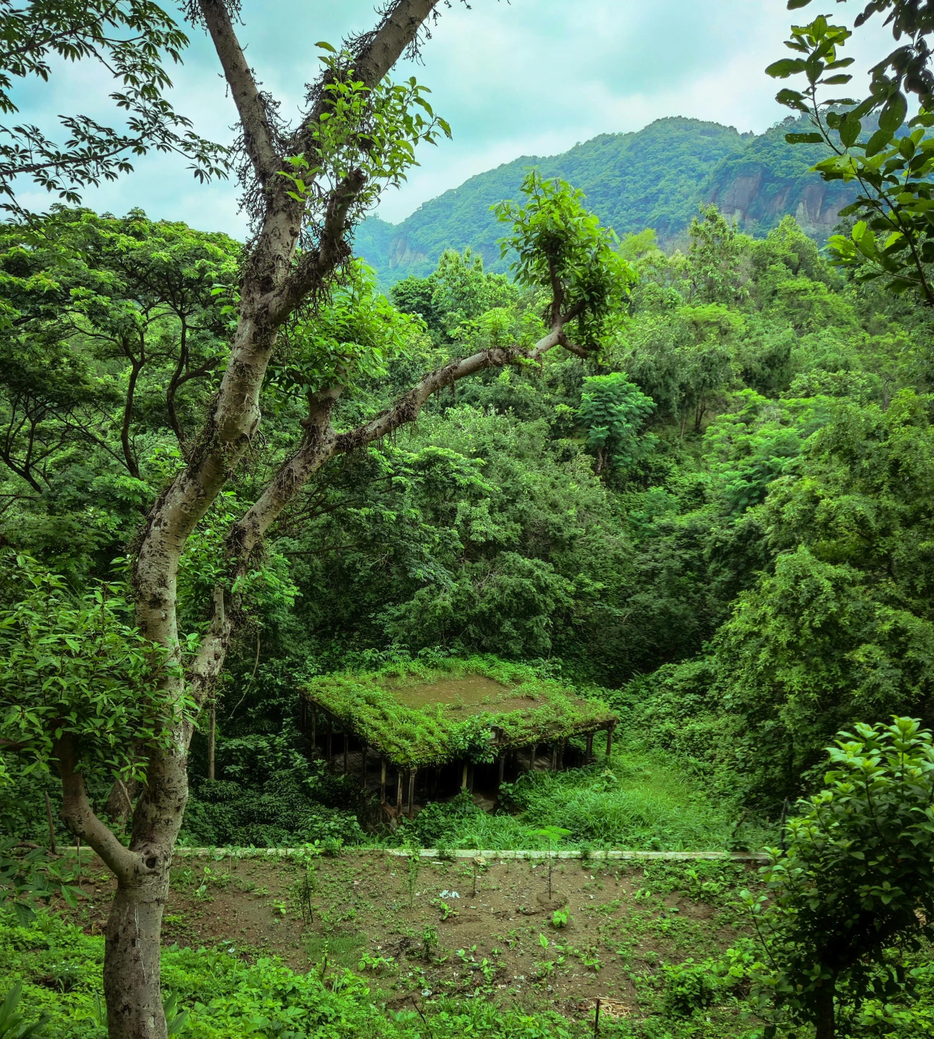 several trees and plants on the side of a mountain