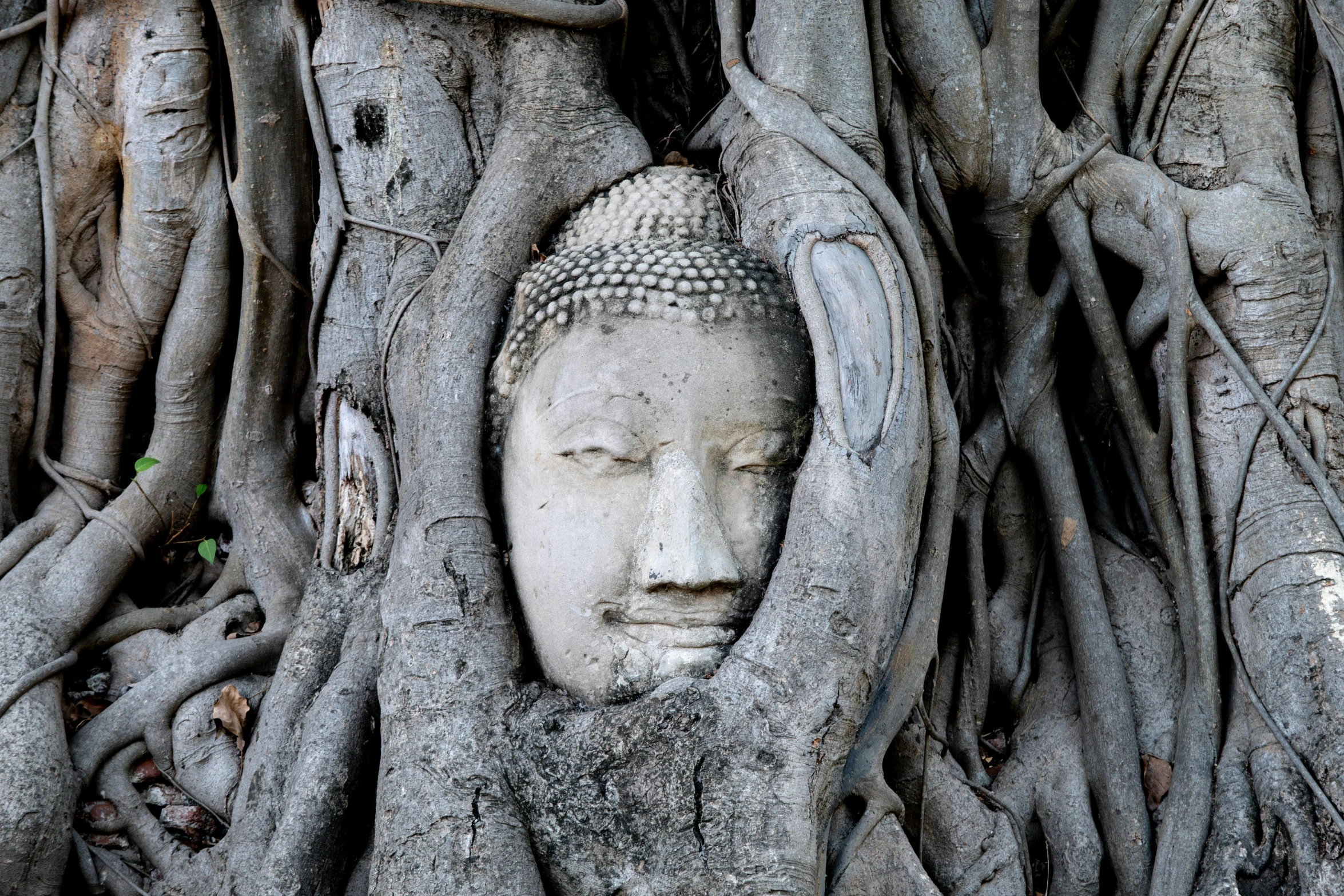 buddha statue in tree head surrounded by banyan roots