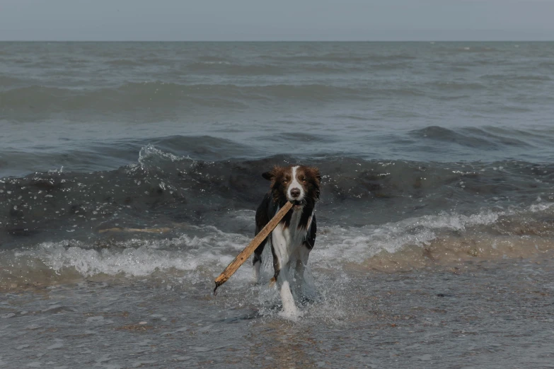 a dog is carrying a stick in its mouth on the beach