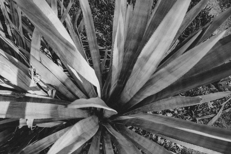 the top view of a group of large stalks of palm trees