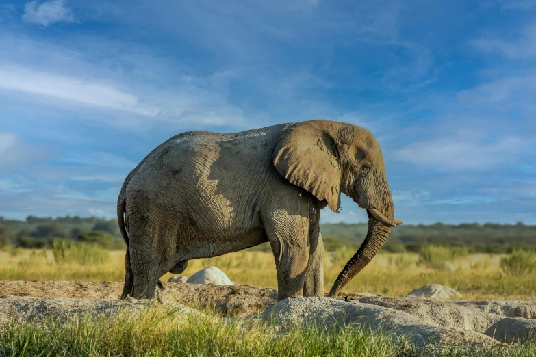 an elephant is walking in the middle of nowhere