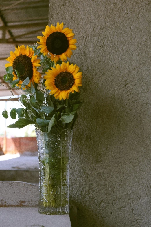 some big sunflowers are in a glass vase