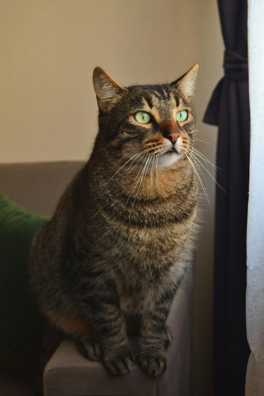 a cat that is sitting on the arm of a chair