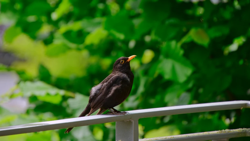 a brown and black bird is sitting on a railing