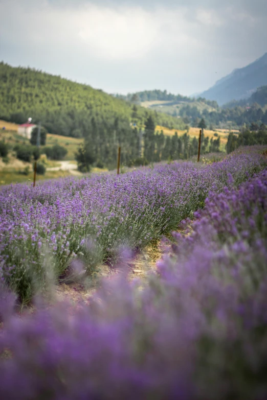 a field of lavenders is shown with a house in the background