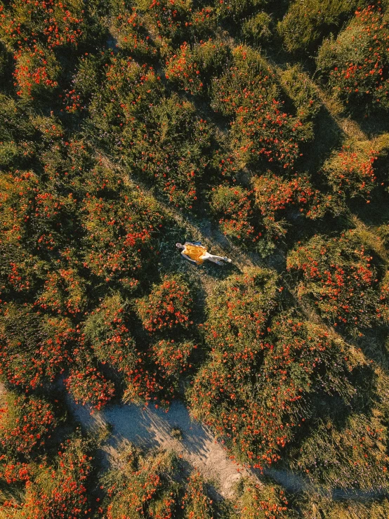 an aerial view of a red plant life in the woods