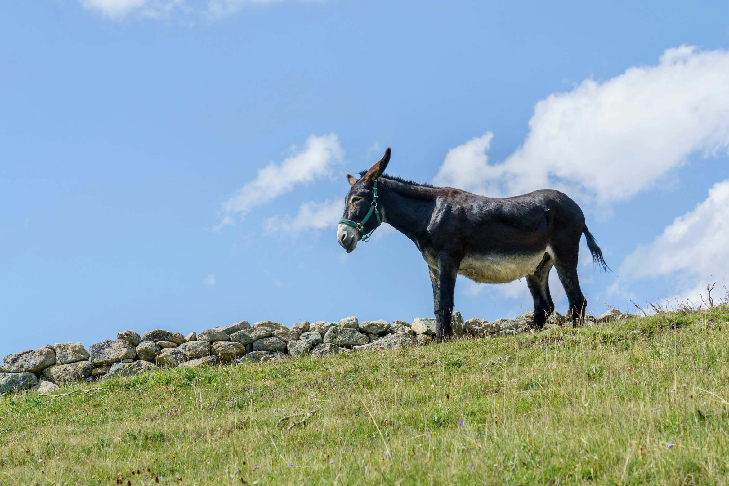 a small donkey standing on top of a grass covered hill